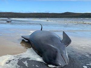 Ratusan Paus Terdampar di Perairan Tasmania, Hanya 88 Ekor yang Selamat