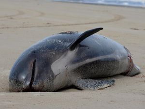 Paus Sperma Terdampar di Kepulauan Aru Dikuburkan Warga