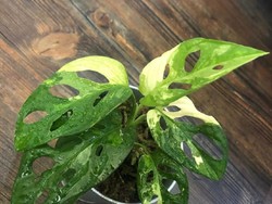 Kenalkan Janda Bolong, Tanaman Sultan Senilai Ratusan Juta