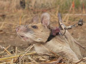 Magawa Tikus Pengendus Ranjau Darat Itu Pensiun Magawa Tikus Pengendus Ranjau Darat Itu Pensiun