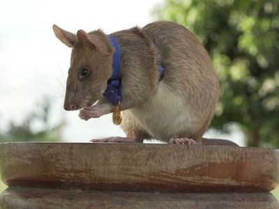 Seekor Tikus Ini Raih Medali Emas, Kok Bisa?