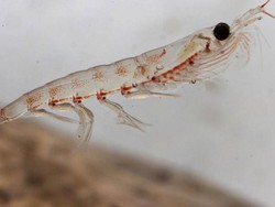 Alasan Kini Saatnya Beralih Konsumsi Krill Oil untuk Jantung Sehat
