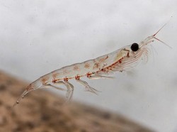 Alasan Kini Saatnya Beralih Konsumsi Krill Oil untuk Jantung Sehat