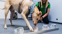Anjing Pengendus COVID-19 di Bandara