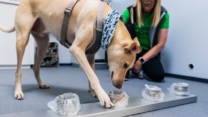 Anjing Pengendus COVID-19 di Bandara
