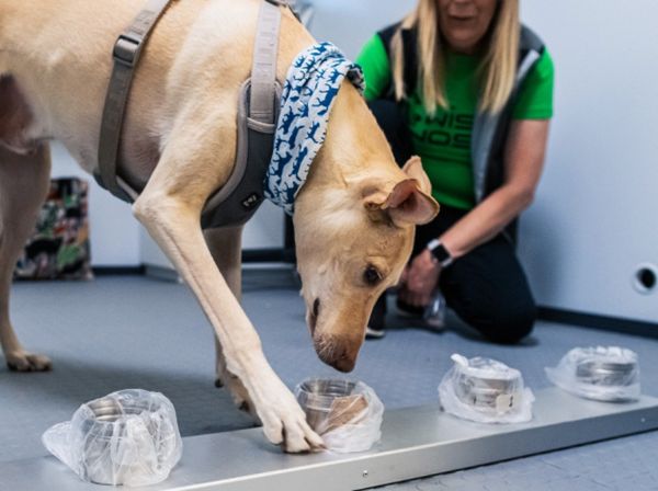 Anjing Pengendus COVID-19 di Bandara