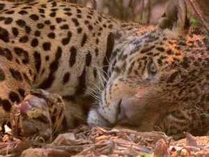 Foto Viral Jaguar Terluka Jadi Simbol Kehancuran Hutan Brasil