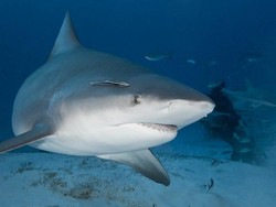 Ibu Hamil Selamatkan Suami dari Serangan Hiu, Bagaimana Bisa?