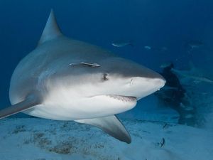 Kata Aktivis soal Ancaman Punahnya Hiu Akibat Produksi Vaksin Corona Kata Aktivis soal Ancaman Punahnya Hiu Akibat Produksi Vaksin Corona