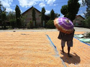 Kementan Respons soal Polemik Stok Jagung & Harga yang Meroket