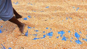 Pandemi Bikin Penjualan Jagung di Grobogan Lesu