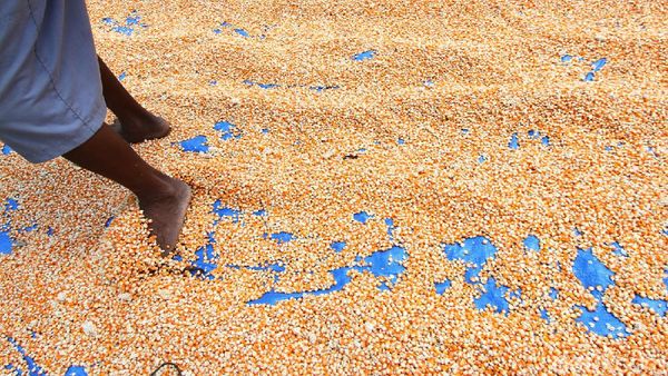 Pandemi Bikin Penjualan Jagung di Grobogan Lesu