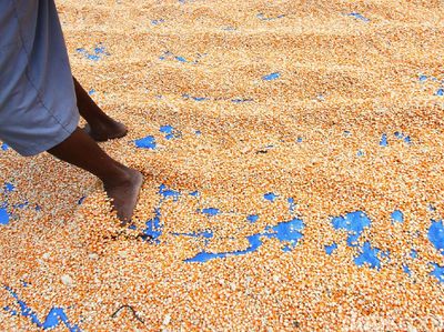 Pandemi Bikin Penjualan Jagung di Grobogan Lesu