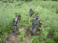 Berita Dan Informasi Ladang Ganja Di Aceh Terkini Dan Terbaru Hari Ini ...