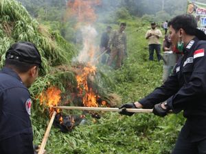 Asa 2 Ibu Ingin Ganja Dilegalisasi Demi Obati Anak Epilepsi