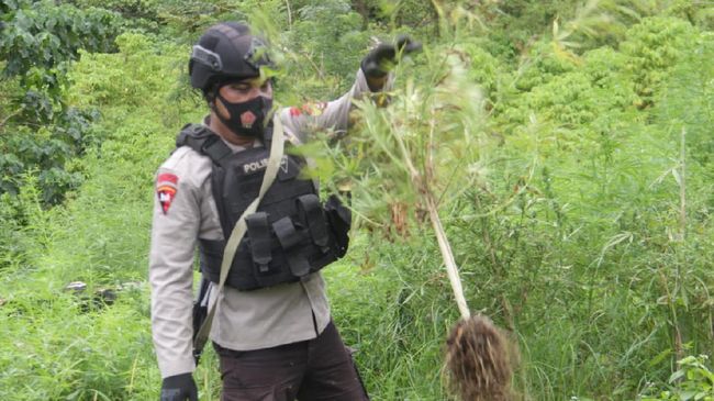 Polri Musnahkan 10 Hektare Ladang Ganja di Aceh Besar Polri Musnahkan 10 Hektare Ladang Ganja di Aceh Besar