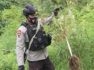 Polri Musnahkan 10 Hektare Ladang Ganja di Aceh Besar