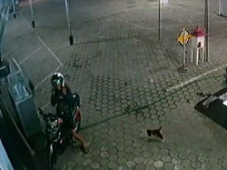 Viral Pemuda di Bondowoso Tiap Malam Beri Makan Kucing Liar
