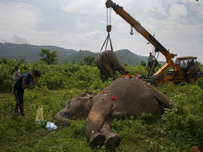 2 Gajah yang Mati Disetrum di India Akhirnya Dimakamkan