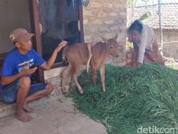 Ini Mimpi Pemilik Sebelum Anak Sapinya Lahir Berkaki Lima