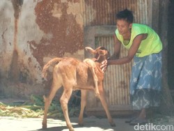 Dibeli Berapapun Harganya, Pemilik Enggan Jual Anak Sapi Berkaki Lima