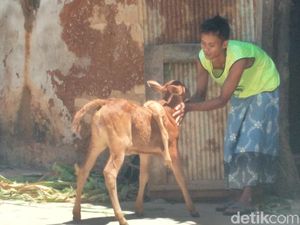 Dibeli Berapapun Harganya, Pemilik Enggan Jual Anak Sapi Berkaki Lima Dibeli Berapapun Harganya, Pemilik Enggan Jual Anak Sapi Berkaki Lima