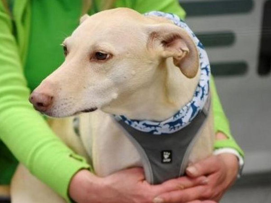 Finlandia Uji Coba Tes Corona Melalui Anjing Pengendus Finlandia Uji Coba Tes Corona Melalui Anjing Pengendus