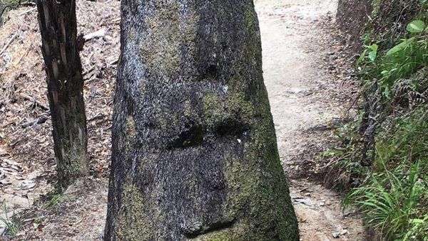 Fix! Kamu Alami Pareidolia Jika Melihat Wajah di Foto-foto Ini