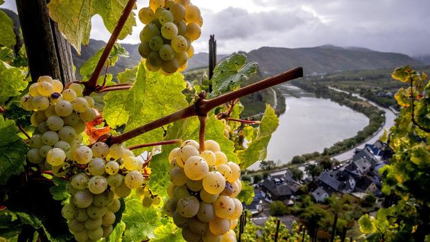 Salah satu kebun anggur tercuram di dunia yaitu Kebun Anggur Calmont di Jerman. Kebun anggur ini memiliki kemiringan 65 derajat dengan pemandangan yang indah.