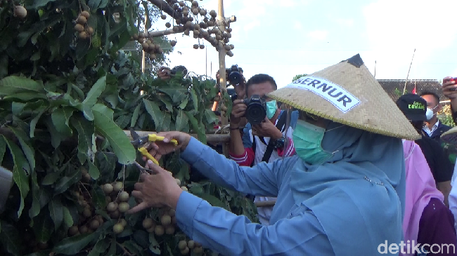 Saat Gubernur Khofifah Ikut Memanen Kelengkeng Super di Lumajang Saat Gubernur Khofifah Ikut Memanen Kelengkeng Super di Lumajang