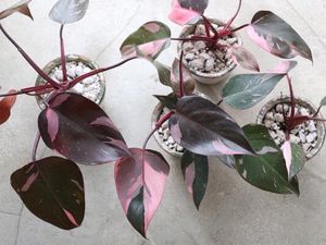 Tak Cuma Janda Bolong, Tanaman Pink Princess Juga Diburu Warga +62