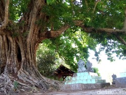 Cerita Perempuan Cantik-Kerajaan Musang di Pohon Kosambi Tertua di Kuningan