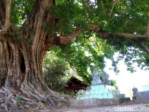 Cerita Perempuan Cantik-Kerajaan Musang di Pohon Kosambi Tertua di Kuningan Cerita Perempuan Cantik-Kerajaan Musang di Pohon Kosambi Tertua di Kuningan