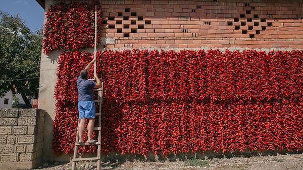 Potret Desa Paprika di Serbia