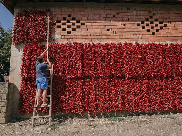 Potret Desa Paprika di Serbia