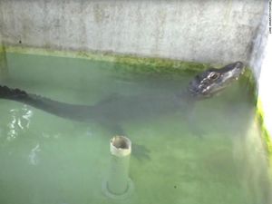 Ilmuwan Ini Menangi Penghargaan Nobel Karena Bikin Aligator Berteriak