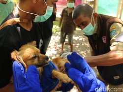 Kasus Manusia Digigit Tinggi, Puluhan Anjing Terlantar di Maros Disuntik Vaksin