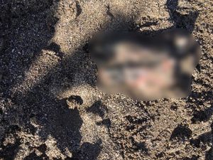 WNA Temukan Potongan Kaki Manusia di Pantai Perancak Bali Bikin Geger