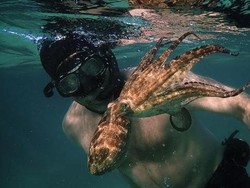 Kisah Kedekatan Penyelam dan Gurita di Bawah Laut