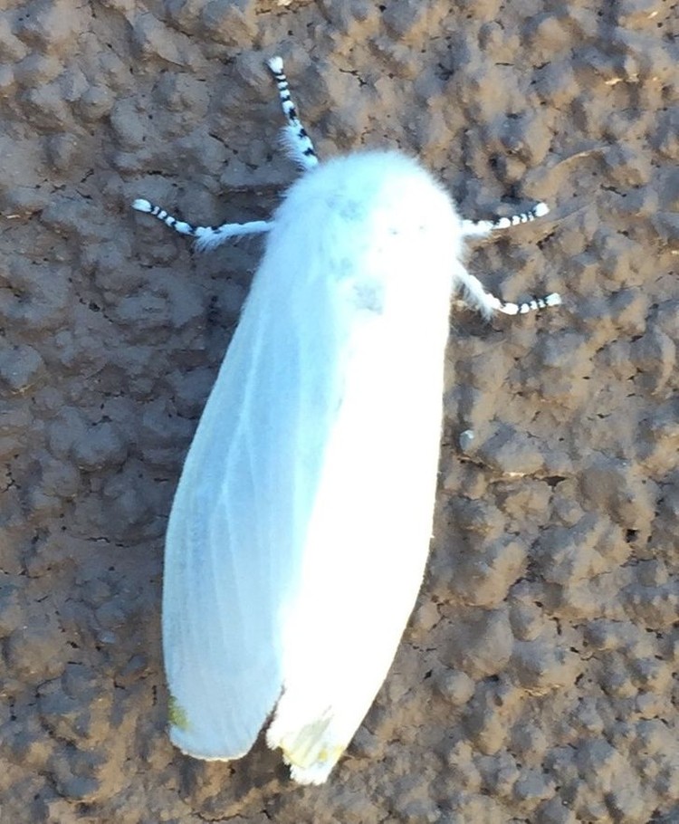 Hewan Albino