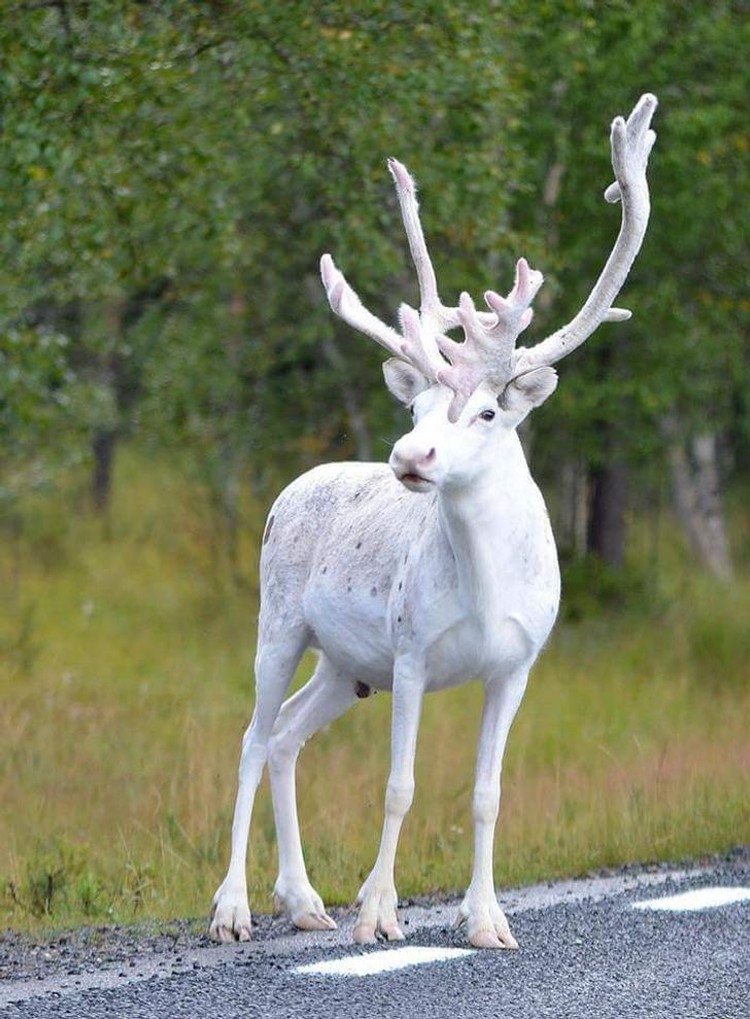 Hewan Albino