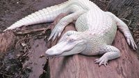 Penampakan Hewan Albino yang Langka dan Mempesona