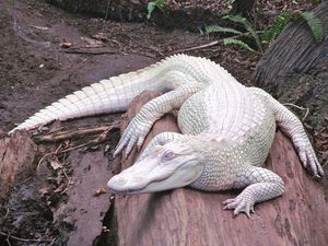Penampakan Hewan Albino yang Langka dan Mempesona Penampakan Hewan Albino yang Langka dan Mempesona