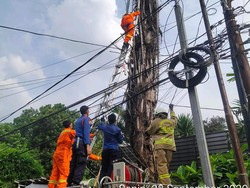 Meong! Kucing Terjebak 3 Hari di Pohon Aren 15 Meter Akhirnya Dievakuasi