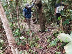 Video viral di kebun