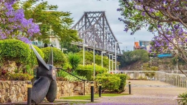 Melihat Keindahan Pohon Jacaranda di Australia