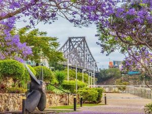 Melihat Keindahan Pohon Jacaranda di Australia