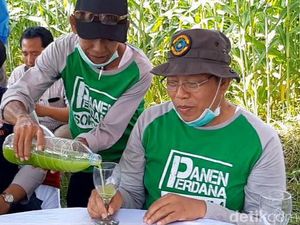 Segar dan Manisnya Sirup Sorgum di Situbondo Ini Bikin Penasaran