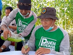 Segar dan Manisnya Sirup Sorgum di Situbondo Ini Bikin Penasaran