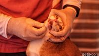Kini Pemberian Vaksin Rabies Bisa Sistem Drive Thru